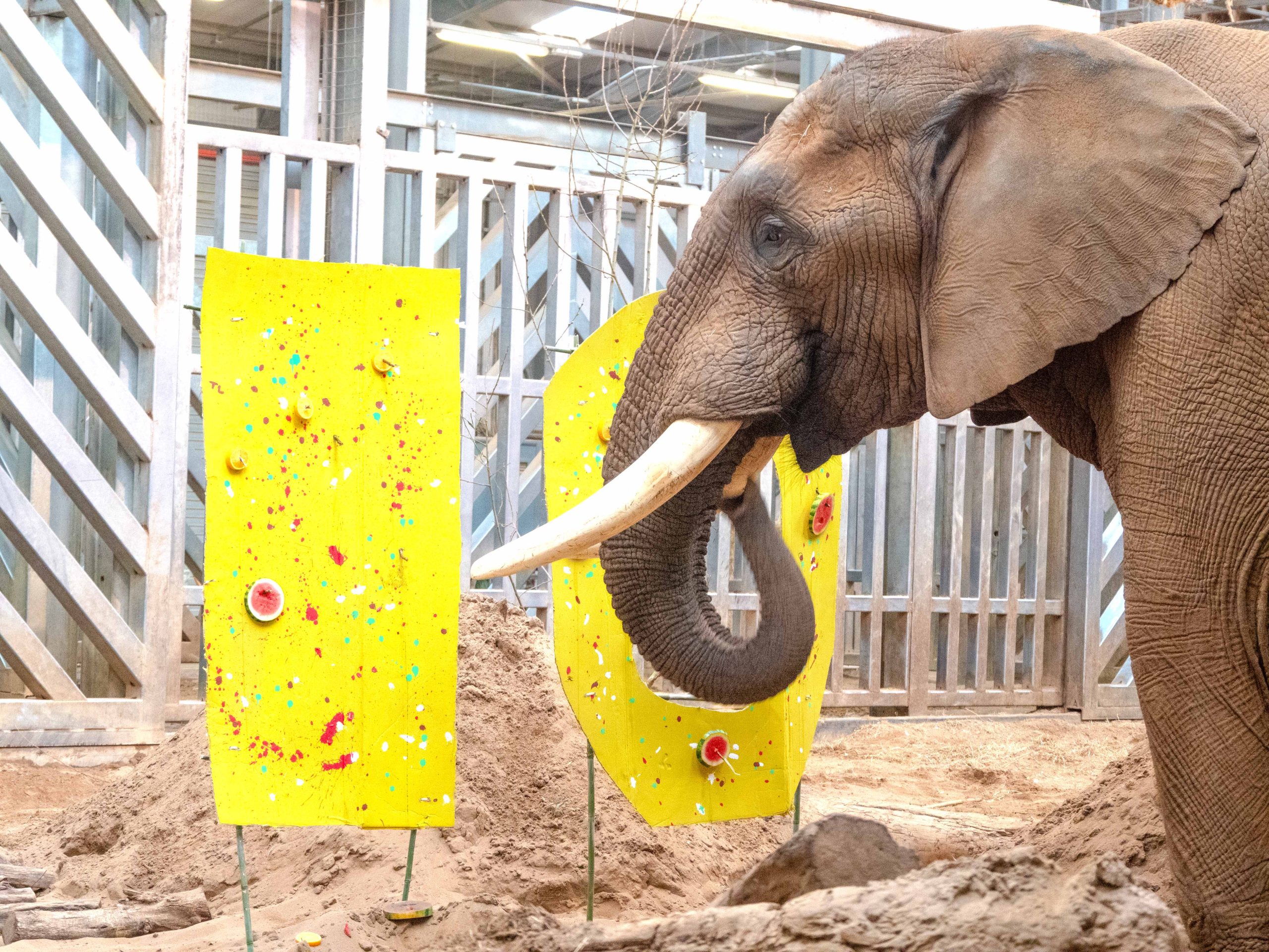 Eden for elephants. 10 years of pioneering welfare innovation at the UK’s largest elephant habitat.