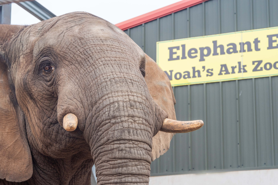 Noah’s Ark Zoo Farm welcomes Uli, the African Elephant